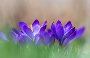 Wall Mural - blooming crocuses in close-up on a blurred background