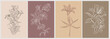 © Creative_Juice_Art - Lily flower Line Drawing Print Set. Botanical Poster. Modern Lilium Line Art, Aesthetic Contour. Perfect for Home Decor, Wall Art, t-shirt Print, tattoo, logo, jewelry design. Vector illustrations.