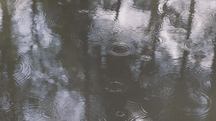Wall Mural - body of water with ripples and raindrops. the ripples are in the foreground and the raindrops are in