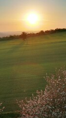 Wall Mural - spring rural nature landscape with blossoming flowering trees on green wavy rolling hills. amazing s