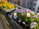 Colourful mixed Viola Cornuta pansy flowers in decorative flower pot in balcony terrace garden	