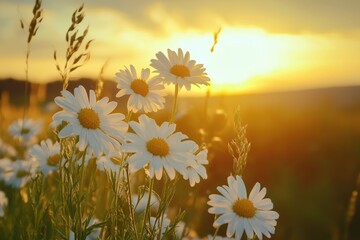 Wall Mural - field of daisies with the sun low on the horizon, creating a warm glow. perfect for projects about s