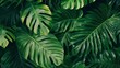 © irana - Lush, dark green tropical leaves.