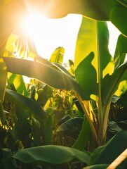 Aufkleber - Explore the beauty of a tropical banana plantation under golden sunlight with lush green leaves and clusters of bananas