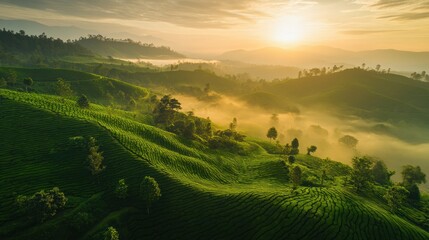 Poster - Serene aerial view of lush green tea plantations at sunrise revealing a tranquil landscape