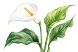A beautiful watercolor painting of a white calla lily