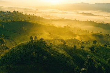Aufkleber - Stunning panoramic view of lush green tea plantations under golden sunrise and morning mist
