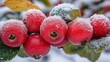 © Ramlan - Frost-kissed red berries cling to a branch, speckled with white snow amidst green and yellow leaves