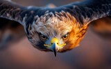 Majestic golden eagle in flight captures stunning detail and intensity