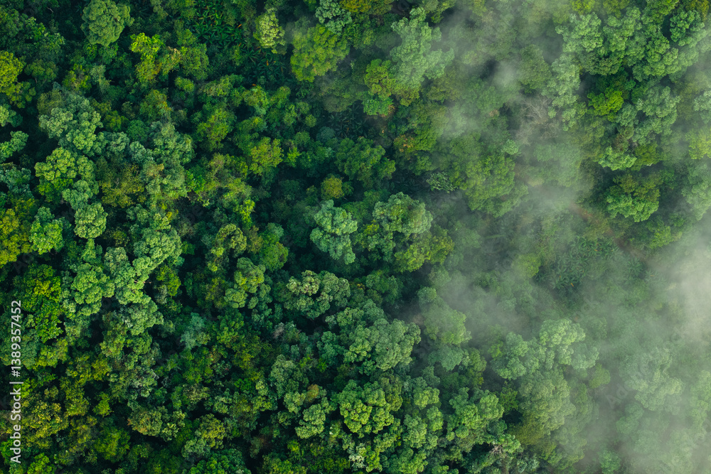 Aerial top view of green trees in forest Stock Photo | Adobe Stock