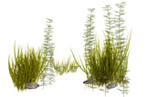 Decorative aquarium plants