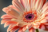 A macro shot of a single gerbera daisy in full bloom, showcasing intricate petal details and the beautiful symmetry of nature."