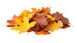 © Jamali - Vibrant Autumn Colored Leaves Pile on Transparent Background - Seasonal Nature Concept Art