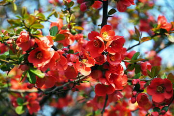 Wall Mural - Chaenomeles speciosa (Sweet) Nakai