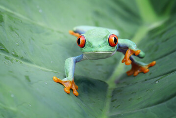 Wall Mural - red-eyed tree frog climbing on green leaves, red-eyed tree frog (agalychnis callidryas) closeup on l