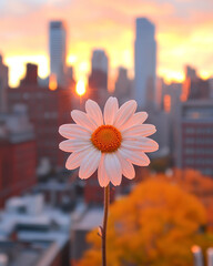 Poster - Serene scene of an autumn daisy blooming by a city rooftop garden, overlooking a soft-focus skyline