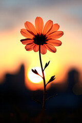Poster - A rich autumn daisy blossom facing the sun, silhouetted against a distant urban skyline glowing