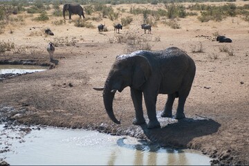 elephant in wild savanna , animal of africa
