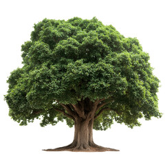 nature conservation concept. lush green tree with a broad canopy against a dark background.