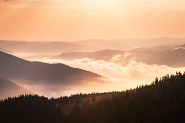 Aufkleber - Thick fog envelops coniferous trees and silhouettes of mountains in the dawn light. Carpathian mountains, Ukraine.