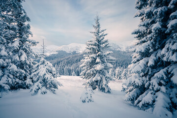 Fototapete - Fantastic winter landscape with fir trees covered with loose snow.