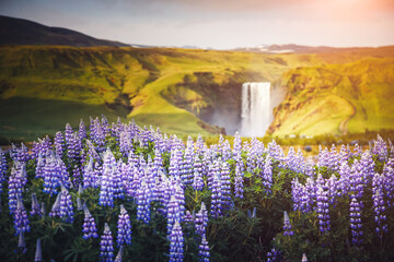 Fototapete - Large Skogafoss waterfall is visible in the distance against the backdrop of blooming lupines. Location place Skoga river, Icelandic highlands, Europe.