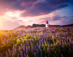 Aufkleber - Vikurkirkja Church in the middle of a field of blooming lupines illuminated by the sun. Location place Vik village in Myrdal valley, Iceland, Europe.