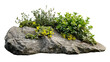 © BlazingDesigns - Large rock with overgrown foliage and moss, plants and foliage around, green nature, isolated on transparent background.