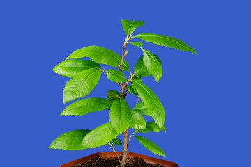 castanea sativa leaves in spring. sweet chestnut tree on a blue background