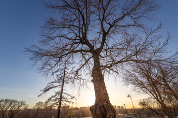 Wall Mural - a large tree with a trunk that is covered in snow