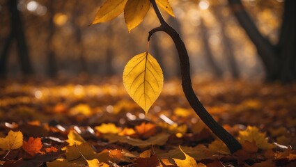 Poster - Close-up of bright yellow maple leaves on branches with a blurred natural background in a park or forest. Selective focus. Sunny day during seasonal leaf fall.