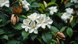 Abstract backdrop featuring white gardenia blooms