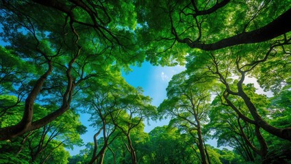 concept photo of carbon net zero or carbon neutral with a lush forest view from within.