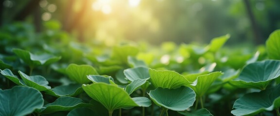 Aufkleber - Lush Green Foliage with Round Leaves and Soft Sunlight in a Natural Setting
