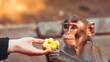 © Professional Agency - Monkey taking food from hand of zookeeper