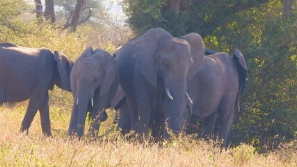 Wall Mural - parade of elephants flapping their ears in the bush of Kruger National Park