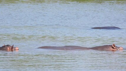 Wall Mural - Telephoto shot of hippos relaxing on the surface of a lake in Kruger National Park