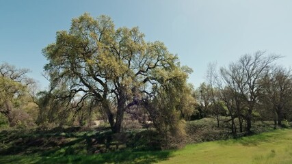Wall Mural - Scenic drone footage of the big green-leafed trees scattered in a green meadow on a sunny day