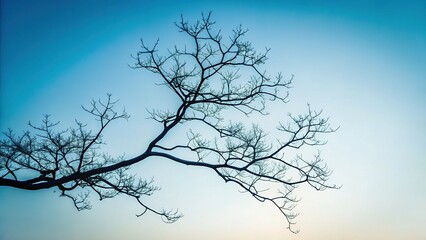 Wall Mural - tranquil nature silhouette: twig branch tree abstract background