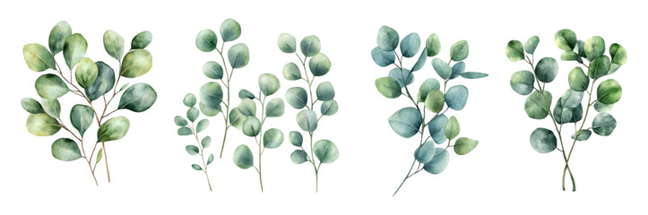 Watercolor eucalyptus leaves png set. Green branches elements, natural leaves watercolor. elements for wedding invitations, greetings, rustic designs, etc. Watercolor green botany.