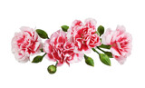 Red and white carnation flowers in a line floral arrangement isolated on white or transparent background