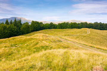 Wall Mural - mountain landscape with beech trees along the dirt road uphill. wide meadow. late summer scenery wit
