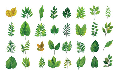 Various leafs cartoon vector set. Stalk vegetation blades exotic horticultural fronds botanic greenery garden leaves, isolated illustrations on white backdrop