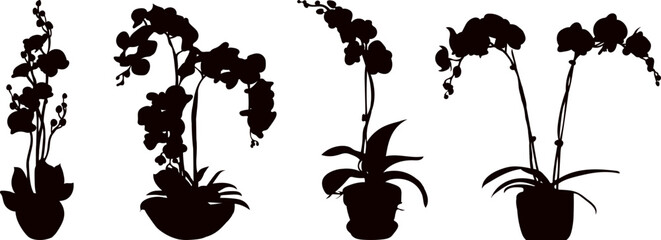 Wall Mural - set silhouette orchid flowers in pots vector