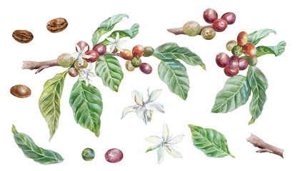 Coffee branch, green leaves, fruits, flowers, roasted beans. Hand drawn watercolor illustration in botanical style, isolated on white. For greeting cards, invitations, labels, menus, covers, posters.