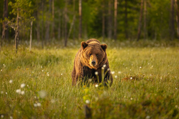 Wall Mural - european brown bear (ursos arctos arctos) walking towards the camera in peat bog, central finland