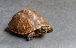© creatfive - Small Turtle with Patterned Shell on Gray Surface