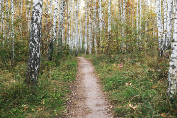 Wall Mural - A path through a forest with trees on both sides