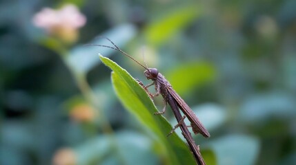 Poster - Close-up of a brown insect on a green leaf, blurred green background.  Soft natural lighting