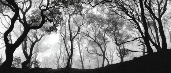 Wall Mural - A black and white photo of a forest with trees in the foreground and background